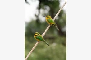Little bee-eaters (Südafrika) Little bee-eaters (Südafrika)