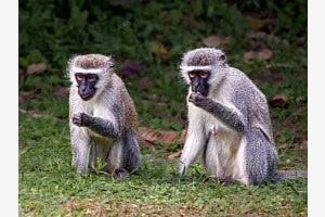 Concerted action - Vervet monkeys