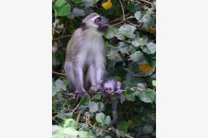Vater und Sohn - Grünmeerkatzen in Südafrika