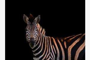 Streifen - Zebra in Südafrika