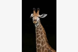Na und? Giraffe in Südafrika