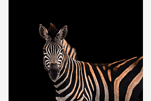 Zebrastreifen 2