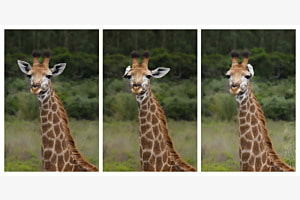 Playing it by ear - Giraffe in Südafrika