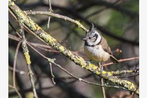 Ein kleiner Besucher im Garten (Haubenmeise)
