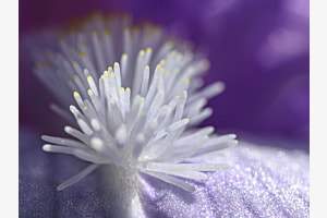 Der Bart der Iris