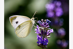 Kohlweissling auf dem Lavendel