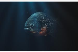 Deep sea Deep sea