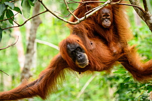 Orang- Utan in Indonesien