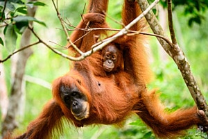 Freie Orang Utan auf Sumatra Freie Orang Utan auf Sumatra