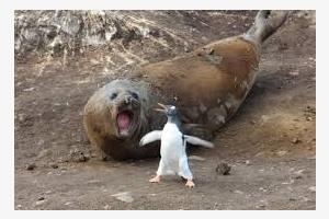 Penguin and Elephant Seal Penguin and Elephant Seal