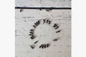 Dursty Ants Dursty Ants