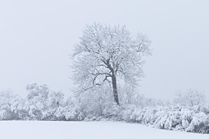 Let it snow