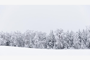 Winterwald