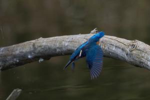 Eisvogel im Flug Eisvogel im Flug
