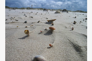 Amrum