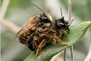 Wildbienenpaarung, Rote Mauerbiene 