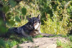 Wolf Wolf