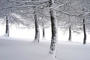 Schneweiss Schneweiss