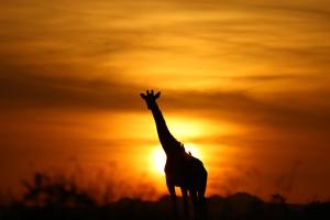 Giraffe im Gegenlicht Serengeti