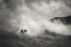 Alpkuh