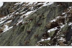 Steinbock-Familie Steinbock-Familie