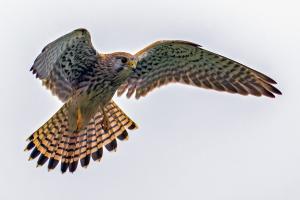 Turmfalke Turmfalke