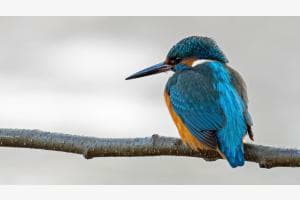 Eisvogel am relaxen Eisvogel am relaxen
