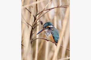 Eisvogel in der Schilfwand Eisvogel in der Schilfwand