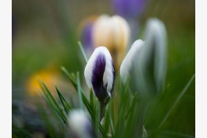 Krokusse 