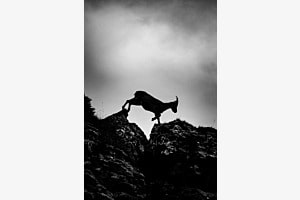 Steingeiss auf dem Niederhorn (B&W) Steingeiss auf dem Niederhorn (B&W)