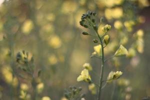 Broccoliblüte Broccoliblüte