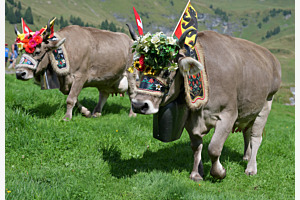 Alpabzug Mägisalp
