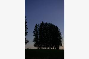 Stille Bäume Stille Bäume
