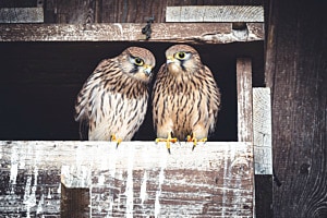 Geschwister Freundschaft der Turmfalken