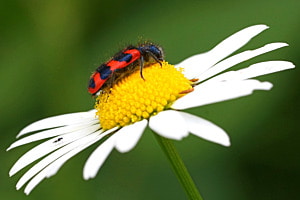Zottiger Bienenkäfer