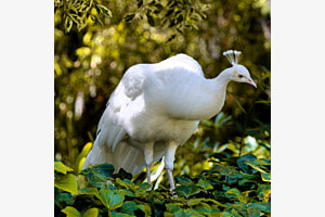 Weißer Pfau Weißer Pfau