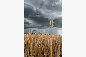 Ein Gewitter im Kornfeld