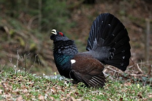 Auerhahn