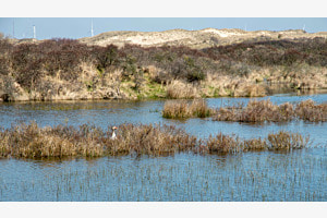 See in den Dünen, Naturpark Niederlande 