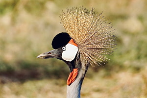 Color of Birds