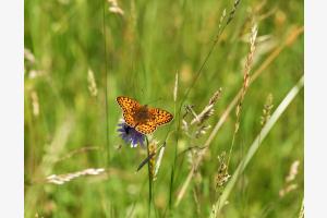Sommerwiese Sommerwiese