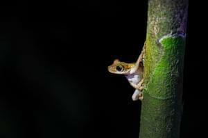 TREEFROG IN THE AMAZON TREEFROG IN THE AMAZON