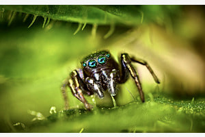 Springspinne