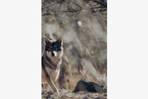 Der Wolf Der Wolf