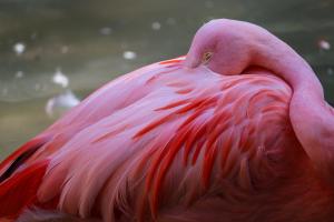 Flamingo Flamingo