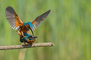 Eisvogelpaarung