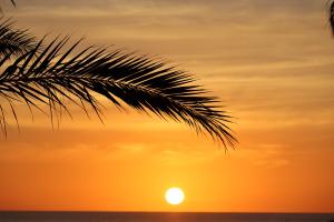 Palme im Sonnenuntergang Palme im Sonnenuntergang