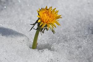 Frühlingserwachen