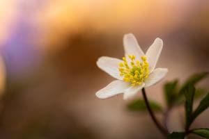 Frühlingserwachen im Wald