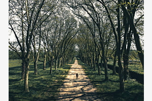 Tree alley 